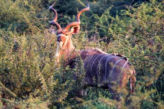 Kudu (Tragelaphus strepsiceros), Central Kalahari Game Reserve, Ghanzi, Botswana, Africa