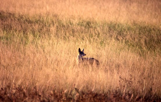 Black Backed Jakal (Canis mesomelas), Central Kalahari Game Reserve, Ghanzi, Botswana, Africa