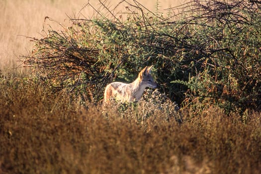 Black Backed Jakal (Canis mesomelas), Central Kalahari Game Reserve, Ghanzi, Botswana, Africa