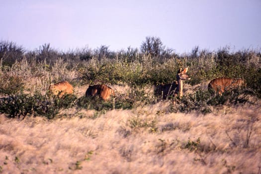 Kudu (Tragelaphus strepsiceros), Central Kalahari Game Reserve, Ghanzi, Botswana, Africa
