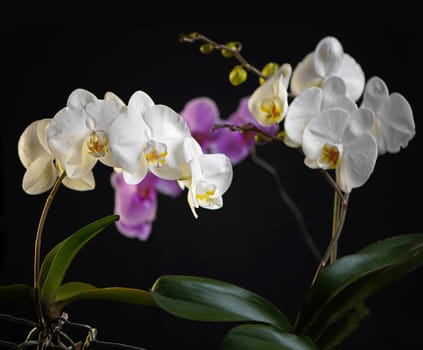 Purple and white Phalaenopsis orchid flower. Violet Phalaenopsis flowers. Purple and white flower. Blurry background.