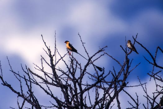 Shaft-Tailed Whydah (Vidua regia), Central Kalahari Game Reserve, Ghanzi, Botswana, Africa