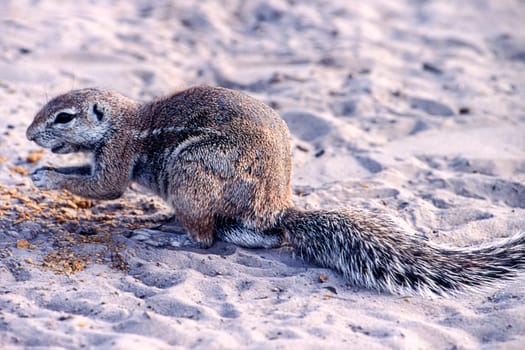 Ground Squirrel (Xerus inauris), Kutse Game Reserve, Kweneng, Botswana, Africa