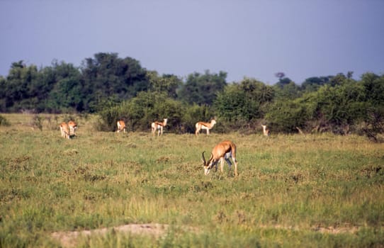 Springbok (Antidorcas marsupialis), Central Kalahari Game Reserve, Ghanzi, Botswana, Africa