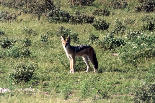 Black Backed Jakal (Canis mesomelas), Central Kalahari Game Reserve, Ghanzi, Botswana, Africa