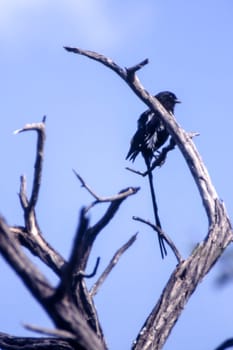 Longtailed Shrike (Corvinella melanoleuca), Central Kalahari Game Reserve, Ghanzi, Botswana, Africa