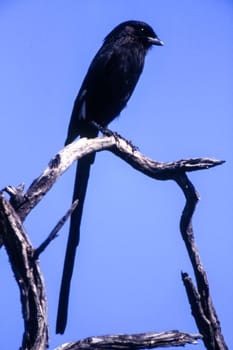 Longtailed Shrike (Corvinella melanoleuca), Central Kalahari Game Reserve, Ghanzi, Botswana, Africa