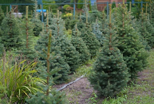 Plantatnion of young green fir Christmas trees, nordmann fir and another fir plants cultivation, ready for sale for Christmas and New year