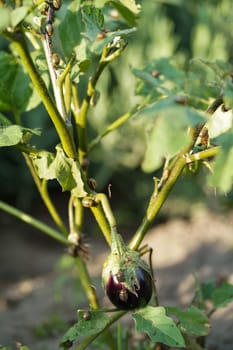 Potato or Colorado beetle on eggplant. This insect can damage the leaves and fruits of eggplant.