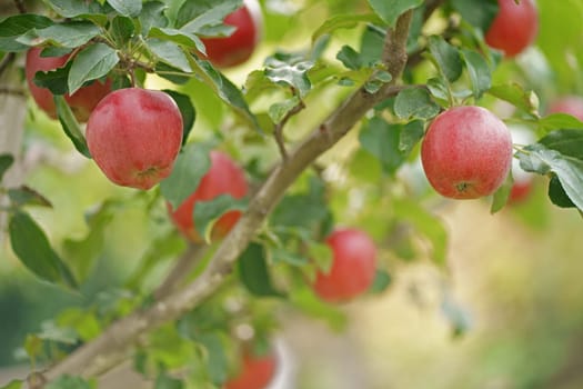 apples ready for harvest in the apple plantation Autumn day. Garden. In the frame ripe red apples on a tree. Apple tree in old orchard.