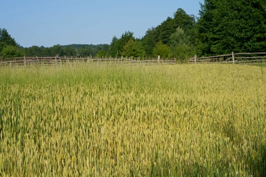 Wheat ears close-up in the sun. Immature wheat in the field and in the morning sun. Wheat in warm sunlight.