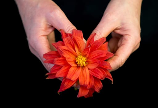 Woman hands hold orange dahlia flower head on a black background.