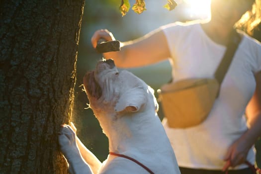 Woman throws stick to her dog, playing in the park in the summer