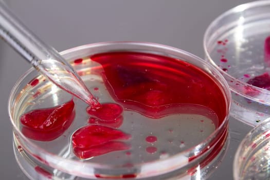 Close up lab agar with blood samples. Petri dish on gray background.