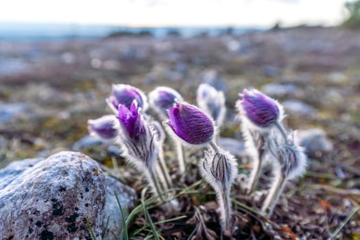 Dream-the beautiful grass Pulsatilla patens blooms in the spring in the mountains. The golden hue of the setting sun. Atmospheric spring background. Delicate, fragile flowers in selective focus at sunset