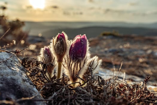 Dream-the beautiful grass Pulsatilla patens blooms in the spring in the mountains. The golden hue of the setting sun. Atmospheric spring background. Delicate, fragile flowers in selective focus at sunset