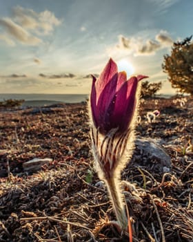 Dream-the beautiful grass Pulsatilla patens blooms in the spring in the mountains. The golden hue of the setting sun. Atmospheric spring background. Delicate, fragile flowers in selective focus at sunset