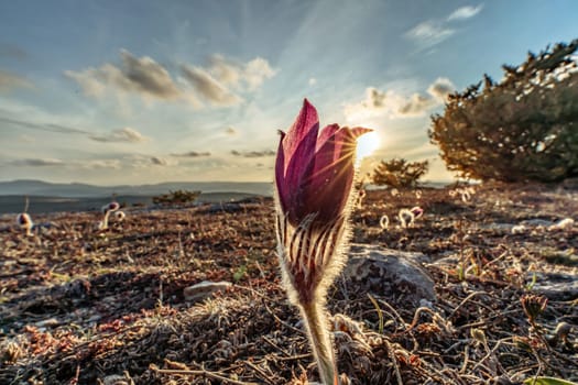 Dream-the beautiful grass Pulsatilla patens blooms in the spring in the mountains. The golden hue of the setting sun. Atmospheric spring background. Delicate, fragile flowers in selective focus at sunset