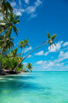 Beautiful palm tree with green foliage hanging under blue ocean water