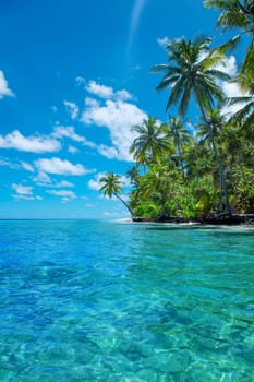 Beautiful palm tree with green foliage hanging under blue ocean water