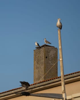 Seagulls perched on railings and posts, looking towards the horizon against the blue sky.