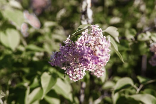 Lilac flowers on a green lilac bush close-up. Spring concert. Lilac garden