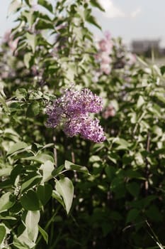 Lilac flowers on a green lilac bush close-up. Spring concert. Lilac garden