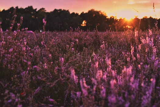 Sunset in the blooming heath. Westruper Heide. Westrup Heath, near Haltern am See in Germany.