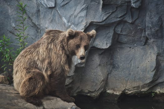 Sad European brown bear near a lake in a zoo