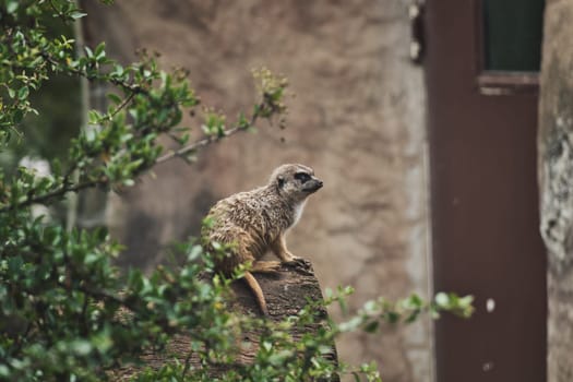 Meerkat sitting on a tree trunk in a zoo in germany