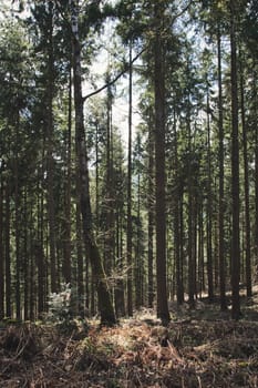 Vertical shot of the Blackwood forest near Staufen, Breisgau, Germany