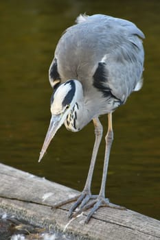 Grey heron on a wooden plank at the Ko-Graben in Dusseldorf, Germany