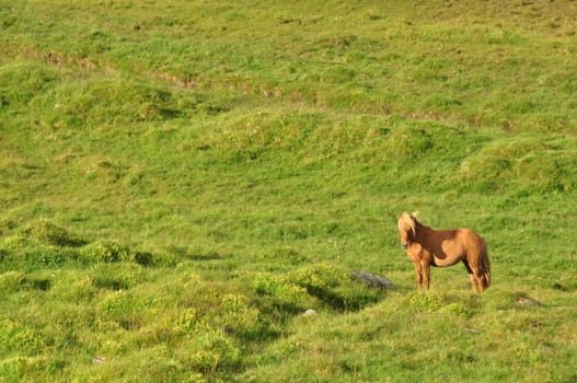 Beautiful view of a horse in a big field in Iceland