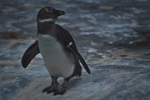 Closeup shot of an African penguin on a stone in a zoo
