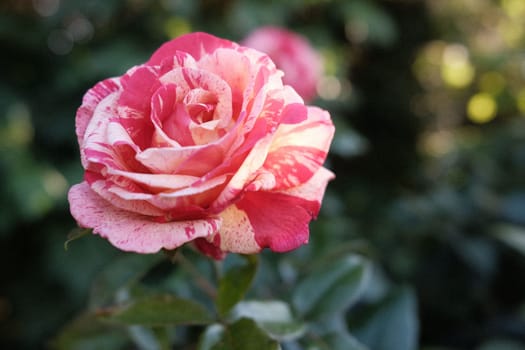 Closeup of white and pink speckled roses in a German garden