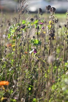 Selective focus shot of wildflowers in the field in Meerbusch, Germany