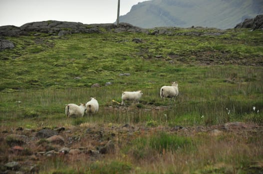 Group of Icelandic sheep captured in a their natural habitat in Iceland