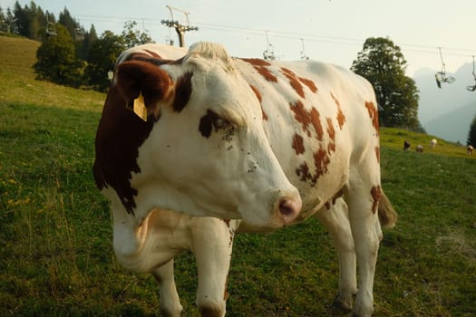 Closeup of a bicolor cow with flies on a mountain meadow in Saalfelden, Salzburg, Austria.