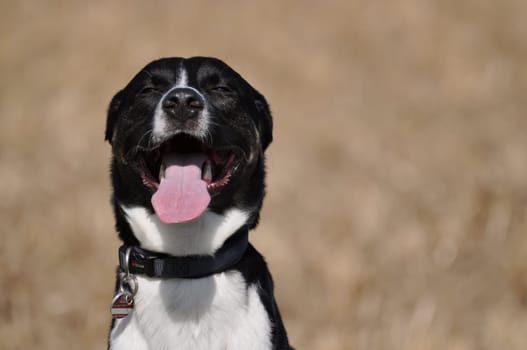 Mixed-breed dog with black and white fur grins at the camera