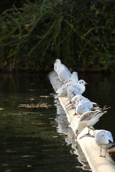 Seagulls in a row in the sun on a wooden pole at the Ko-Bogen in Dusseldorf, Germany