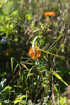 Vertical shot of orange wildflowers at the edge of a field. Field flowers in Meerbusch, Germany