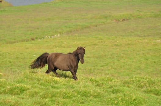 Beautiful view of a pony in a big field in Iceland