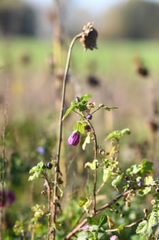 Selective focus shot of purple mallow in the field in Meerbusch, Germany