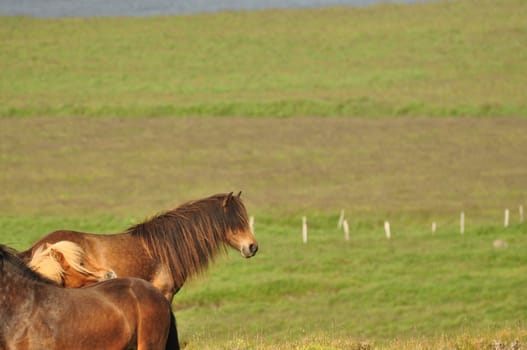 Beautiful view of horses in a big field in Iceland