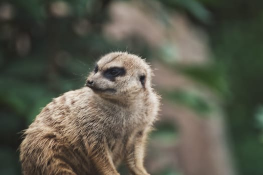 Closeup of a meerkat in a zoo