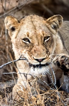 Lion, (Panthera leo), Kruger National Park, Mpumalanga, South Africa, Africa