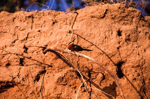 Whitefronted Bee-eater (Merops bullockoides), Selous Game Reserve, Morogoro, Tanzania, Africa