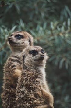 Vertical shot of two adorable meerkats on a branch in a zoo