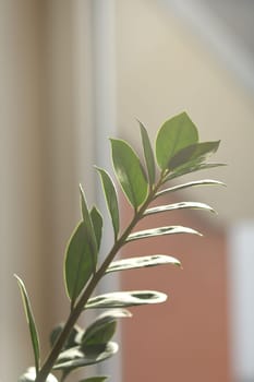 Vertical shot of a branch of a lucky feather flower in the sun