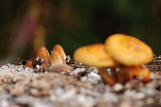 Closeup shot of orange-brown mushrooms on a tree stump in the Berchtesgadener Land in Bayer, Germany